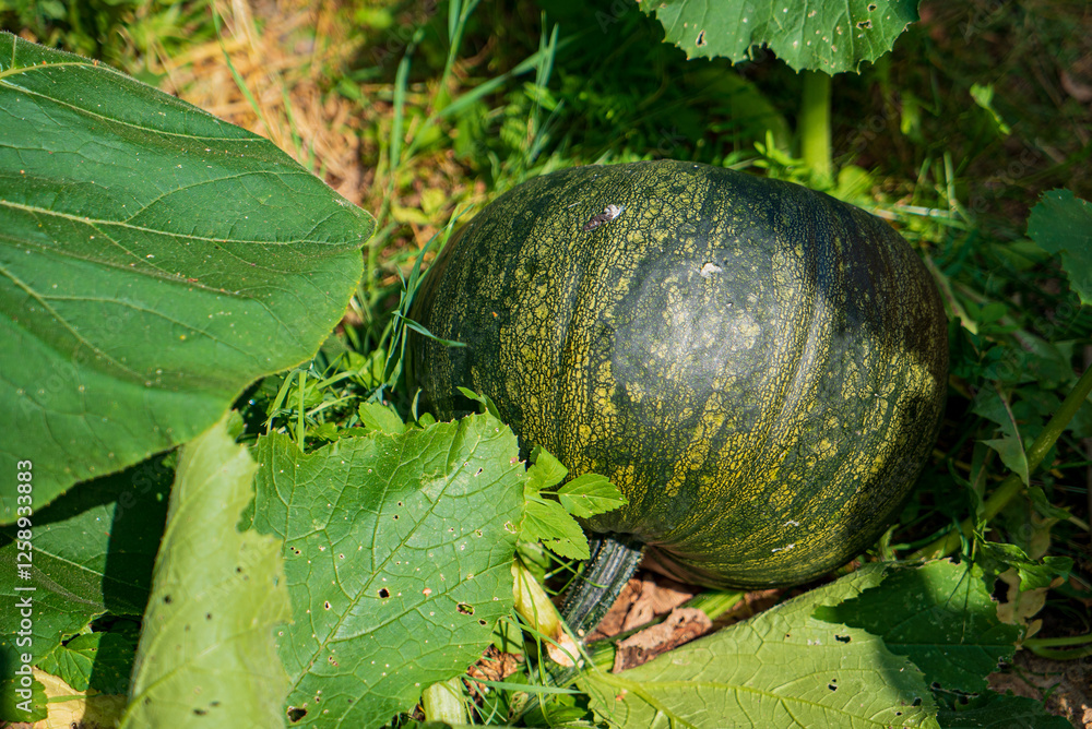 Harvesting Time for Pumpkins in a Sunlit Garden Surrounded by Vibrant Green Leaves and Nature's Artistry. Harvesting Time for Pumpkins in a Sunlit Garden Surrounded by Vibrant Green Leaves and Nature's Artistry.
