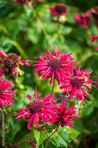 Vibrant Red Flowers Bloom Under the Golden Sunlight in a Lush Garden, Creating a Stunning Visual Display of Nature's Beauty and Resilience on a Warm Summer Day.