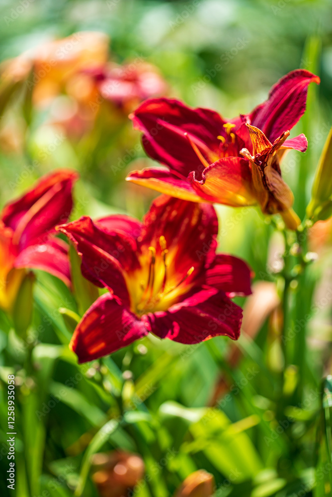 Vibrant Red Daylilies Bloom Passionately Under the Warm Summer Sun, Creating a Stunning Burst of Color in a Serene Garden Setting. Vibrant Red Daylilies Bloom Passionately Under the Warm Summer Sun, Creating a Stunning Burst of Color in a Serene Garden Setting.