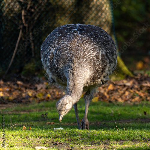 Darwin's rhea, Rhea pennata also known as the lesser rhea. photo