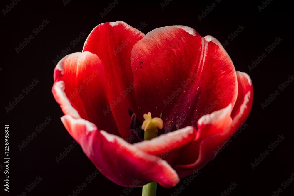 Φωτογραφία Vibrant Red Tulip Blossoms Elegantly in a Delicate Glass Vase, Complementing the Ambiance of a Cozy Indoor Setting During Spring Afternoons