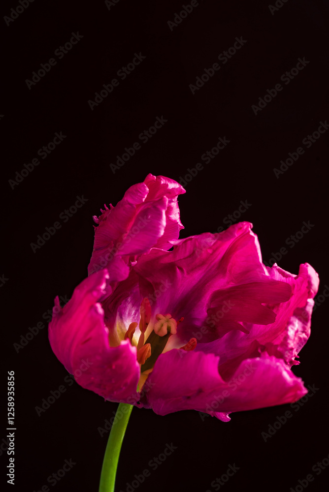 Bright and Vibrant Tulips Bring Joy to a Cozy Interior Space, Highlighting Nature's Beauty Even in the Quiet of Night. Bright and Vibrant Tulips Bring Joy to a Cozy Interior Space, Highlighting Nature's Beauty Even in the Quiet of Night.