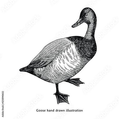 Goose illustration. Goose hand drawn illustration in vintage engraving style. Vintage geese sketch illustration