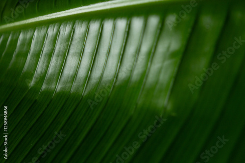 A detailed close-up of the vibrant, green leaves of the Strelitzia Nicolai plant, showcasing their unique shape and texture.