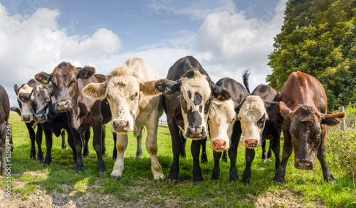 Herd of young cows in a field, looking at camera, UK