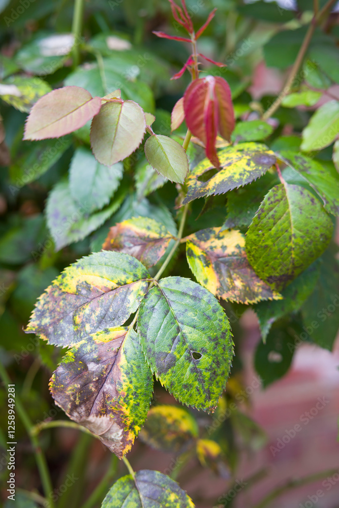 Rose black spot (blackspot) on rose leaves, UK garden Rose black spot (blackspot) on rose leaves, UK garden