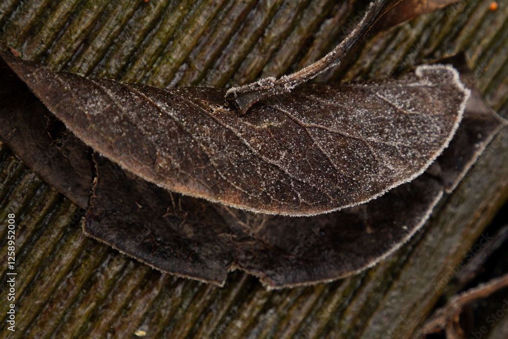 A close-up of a brown, decaying leaf with its edges frozen in ice, capturing the contrast between the crisp, frosty edges and the warm, earthy tones of the leaf. A close-up of a brown, decaying leaf with its edges frozen in ice, capturing the contrast between the crisp, frosty edges and the warm, earthy tones of the leaf.