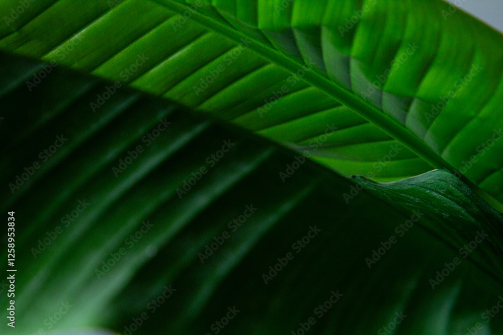 A detailed close-up of the vibrant, green leaves of the Strelitzia Nicolai plant, showcasing their unique shape and texture. A detailed close-up of the vibrant, green leaves of the Strelitzia Nicolai plant, showcasing their unique shape and texture.