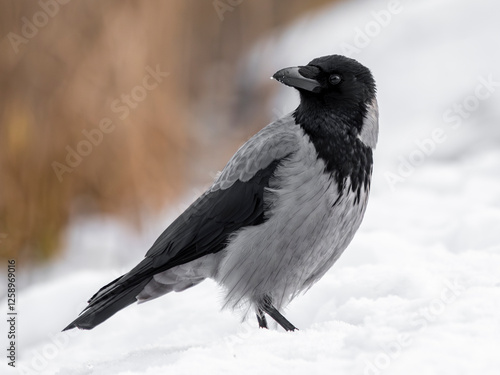 wrona siwa portret na śniegu w zimę szary czarny