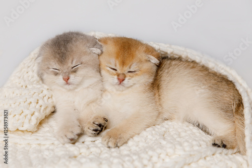 Photography Two kittens peacefully lying on a soft white knitted blanket
