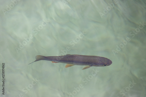 Fish in the crystal clear water of Plitvice Lakes National Park, Croatia