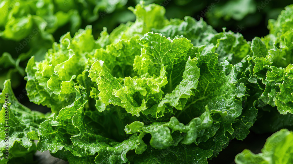 Rows of luscious leafy greens flourish under advanced LED panels in a hydroponic farm enhancing sustainable agricultural practices Rows of luscious leafy greens flourish under advanced LED panels in a hydroponic farm enhancing sustainable agricultural practices