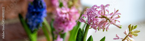 Banner. Spring floral home decor, cozy atmosphere. Bright fresh purple and pink bulbous hyacinth flowers on wooden windowsill. Springtime gardening concept. Sustainable lifestyle, earth day