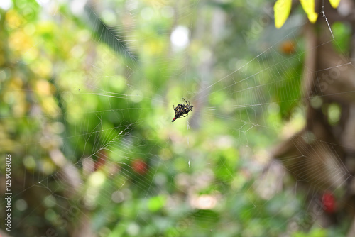Εκτύπωση καμβά Beautiful view of a spider web with a spiny backed orb weaver sitting in the cen