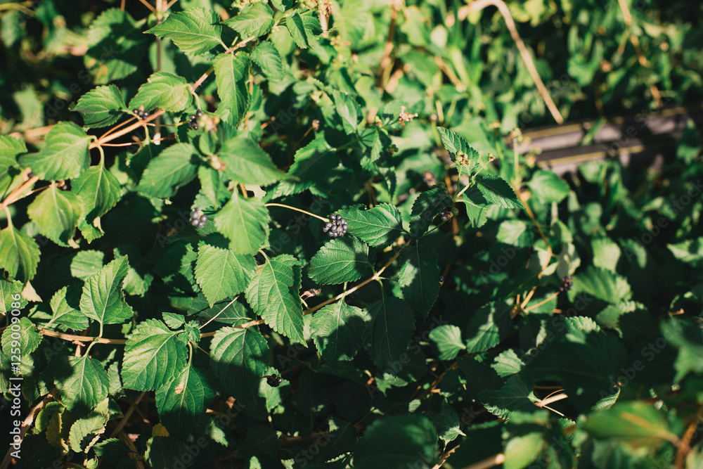 Wild dark berries of the forest, superfoods, natural diet, European fruits Wild dark berries of the forest, superfoods, natural diet, European fruits