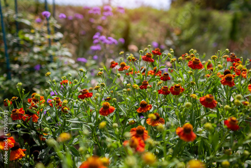 Fototapeta Naklejka Na Ścianę i Meble -  Close up of orange helenium flowers blooming in summer garden with purpleverbena bonariensis on background.