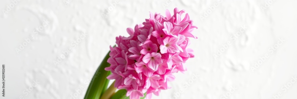 Pink hyacinth flowers with a fresh mood representing spring against a textured white background Pink hyacinth flowers with a fresh mood representing spring against a textured white background