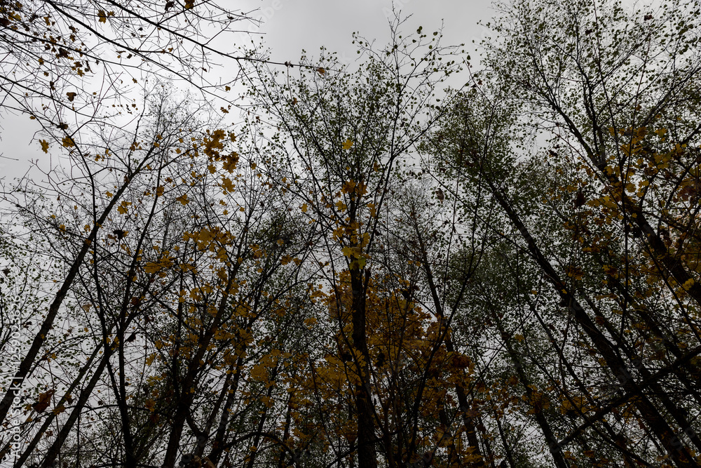 Obraz premium the last foliage on trees in a mixed forest in the autumn season