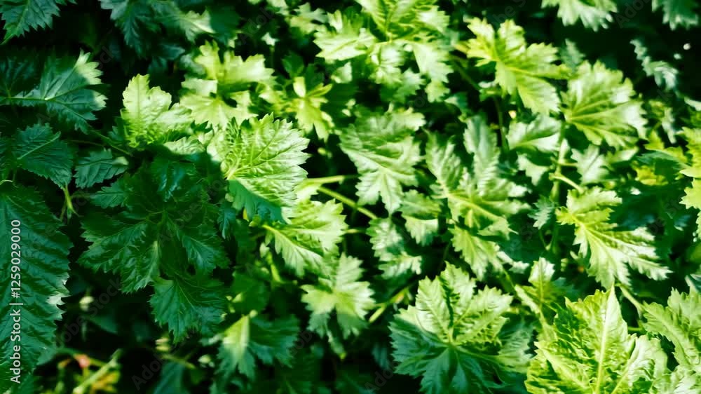 A dense arrangement of cilantro leaves, their fresh green tones completely filling the frame with no gaps visible. A dense arrangement of cilantro leaves, their fresh green tones completely filling the frame with no gaps visible.