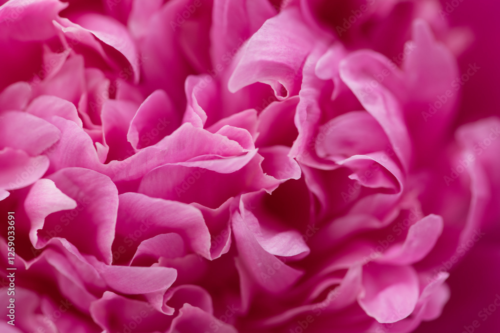 abstract dreamy close up of pink peony rose flower and petals abstract dreamy close up of pink peony rose flower and petals