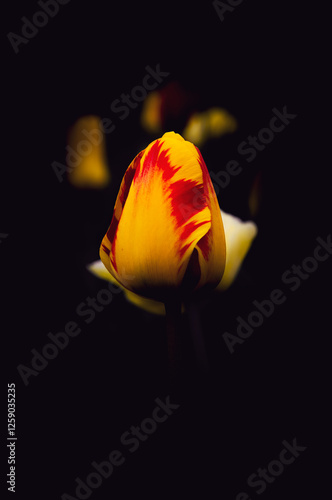 tulip on black