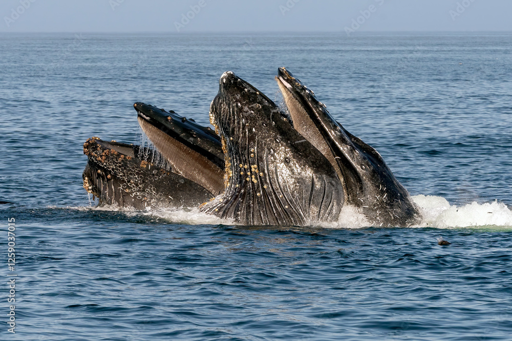 Fototapeta premium humpback whale lunge feeding
