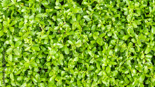 Nature Texture Background. Green Leaf Texture Pattern. 