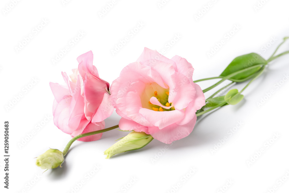 Fototapeta premium Beautiful pink eustoma flowers on white background