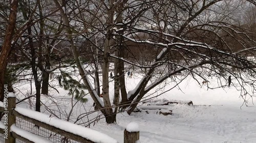 Sliding Camera Along a Wooden Fence on a Snowy Winter Day