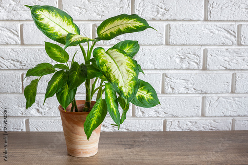 Two coloured Dieffenbachia maculata plant in old style clay pot