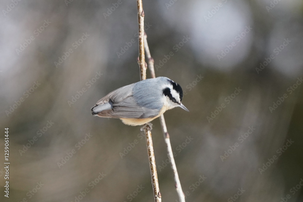 Obraz premium Rose breasted Nuthatch in winter