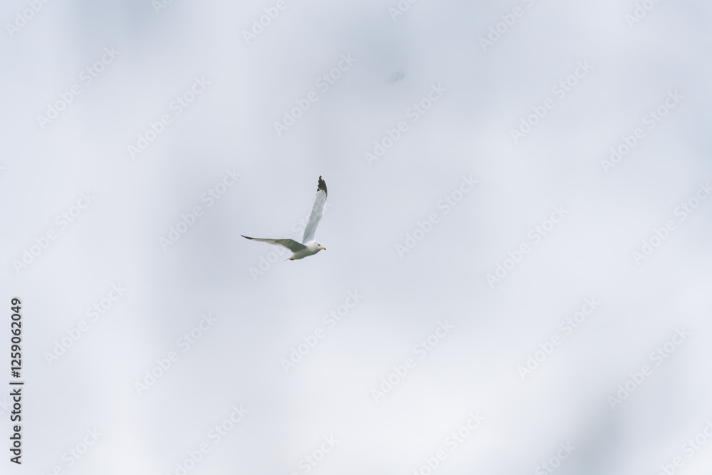 Ring-gull Ring-gull