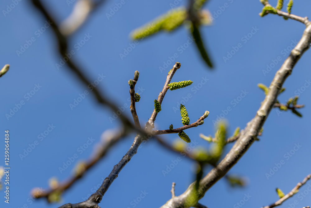 sunny weather in an orchard with walnuts sunny weather in an orchard with walnuts