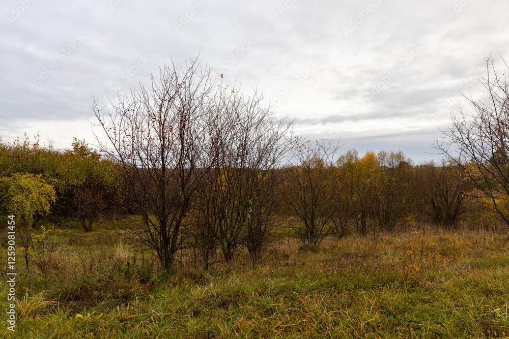 hilly area with birch trees and other trees with yellow and orange foliage hilly area with birch trees and other trees with yellow and orange foliage