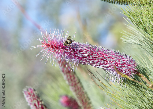 Close up on one bumble bee flying collecting pollen from blooming Grevillea petrophiloides, commonly know as pink pokers. photo