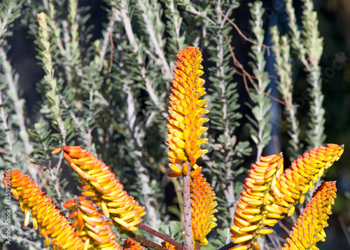 Close up on Aloe ferox flower, commonly known as bitter aloe, is a species of flowering plant in the family Asphodelaceae. Ready to bloom. photo