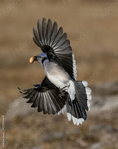 Blue Jay in Flight