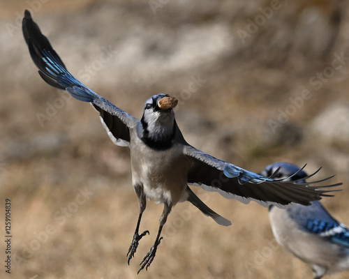 Blue Jay in Flight