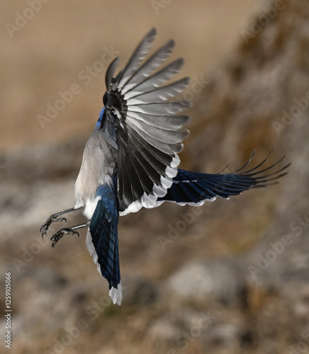Blue Jay in Flight