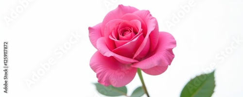 A vibrant pink rose, perfectly isolated against a stark white background, gift, flora
