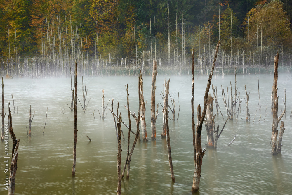 Autumn landscape with fog and trees reflecting in the water on Cuejdel Lake