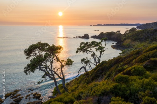 Coastal sunrise over New Zealand. Dramatic pohutukawa trees clinging to the hillside, reflecting the golden light. Peaceful morning scene. Elliot Bay, Rawhiti, Northland, New Zealand photo