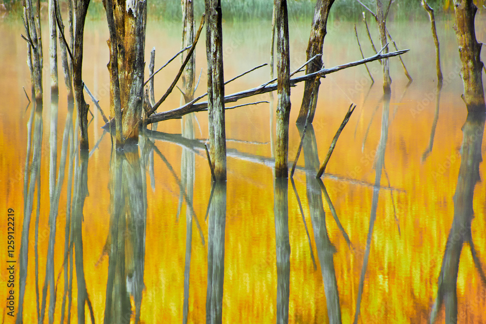 Autumn sunrise landscape with trees reflecting in the water in the morning on Cuejdel Lake