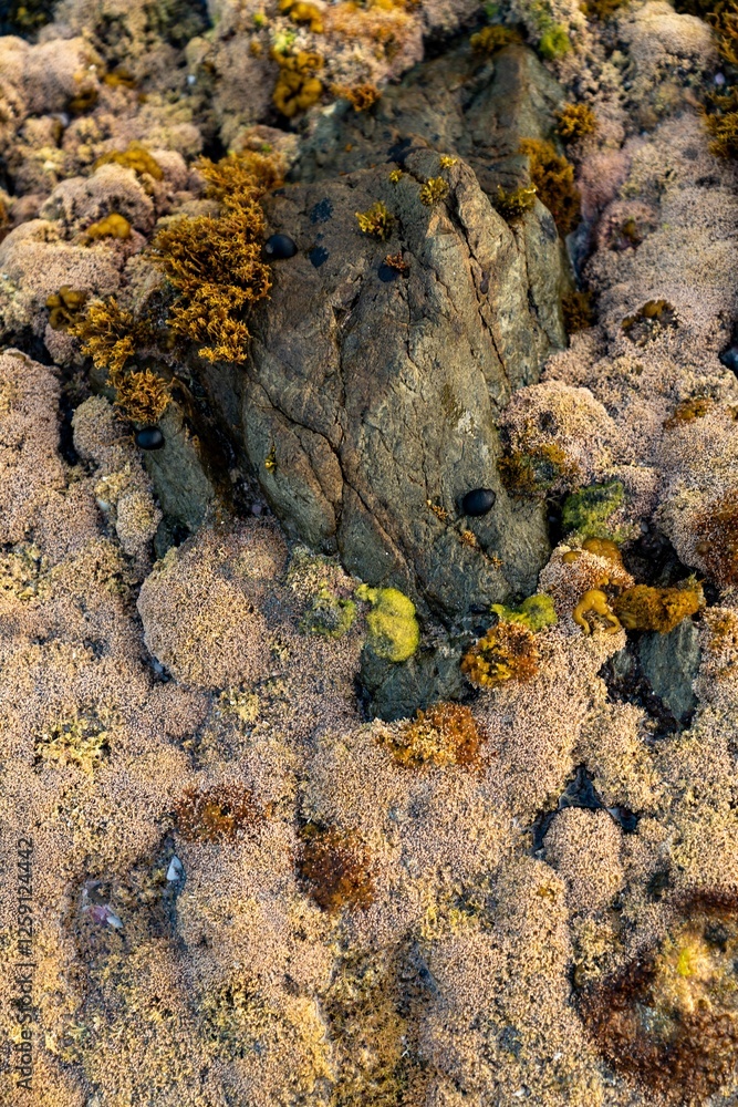 Obraz premium Close-up of diverse sea life on rocks. Various types of seaweed and other organisms thrive on the textured surface. Coastal ecosystem detail. Elliot Bay, Rawhiti, Northland, New Zealand