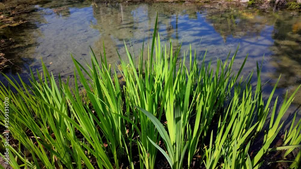 grass and water grass and water