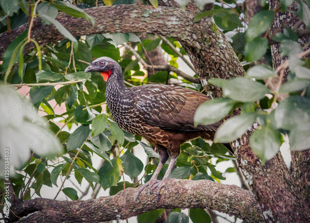 Jacus are large birds, which can reach 85 cm in length. The tail is long and rounded, as are the wings. Jacus are large birds, which can reach 85 cm in length. The tail is long and rounded, as are the wings.