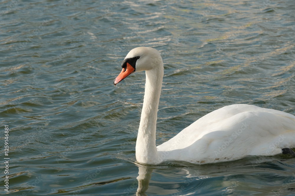 Cygne dans l'eau