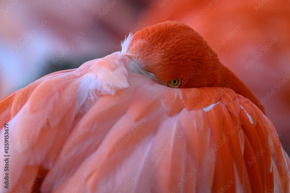 Fototapeta premium A Cuban flamingo dozes with its head in its feathers. 
