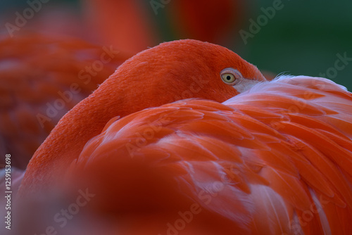 A Cuban flamingo dozes with its head in its feathers.
 photo