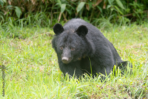 Asiatic Black Bear, Akita Japan
